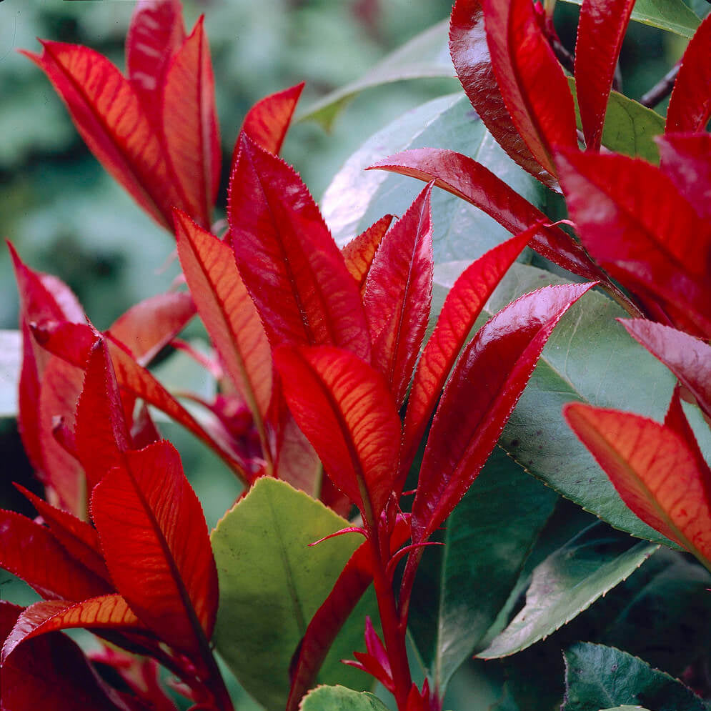 Red Photinia Robin plant