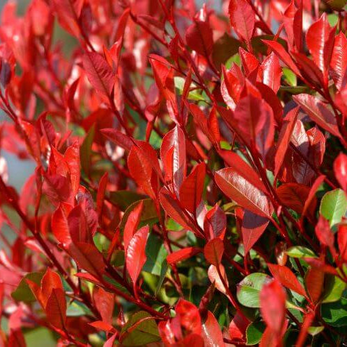 Red Photinia Robin plant