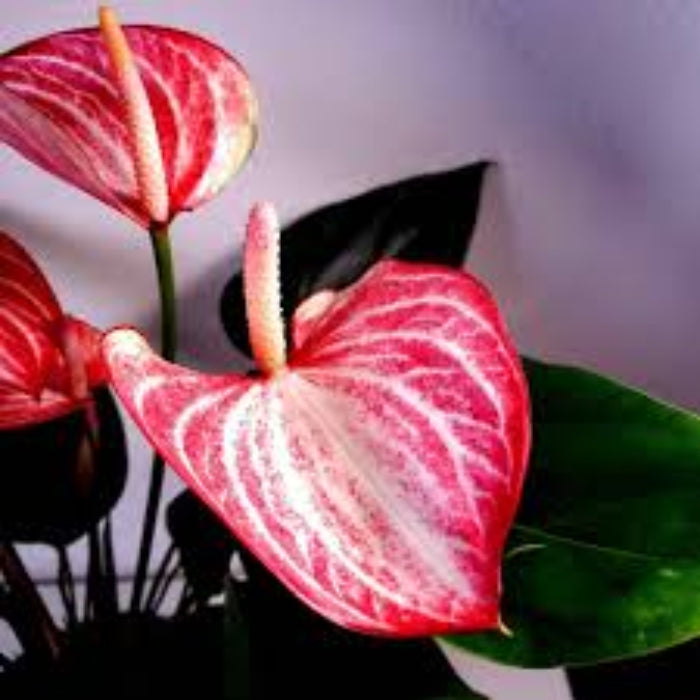 Pink White anthurium plant