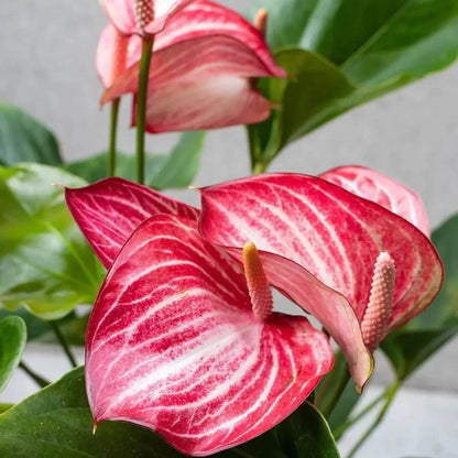 Pink White anthurium plant
