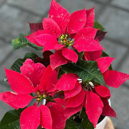 Red Poinsettia plant