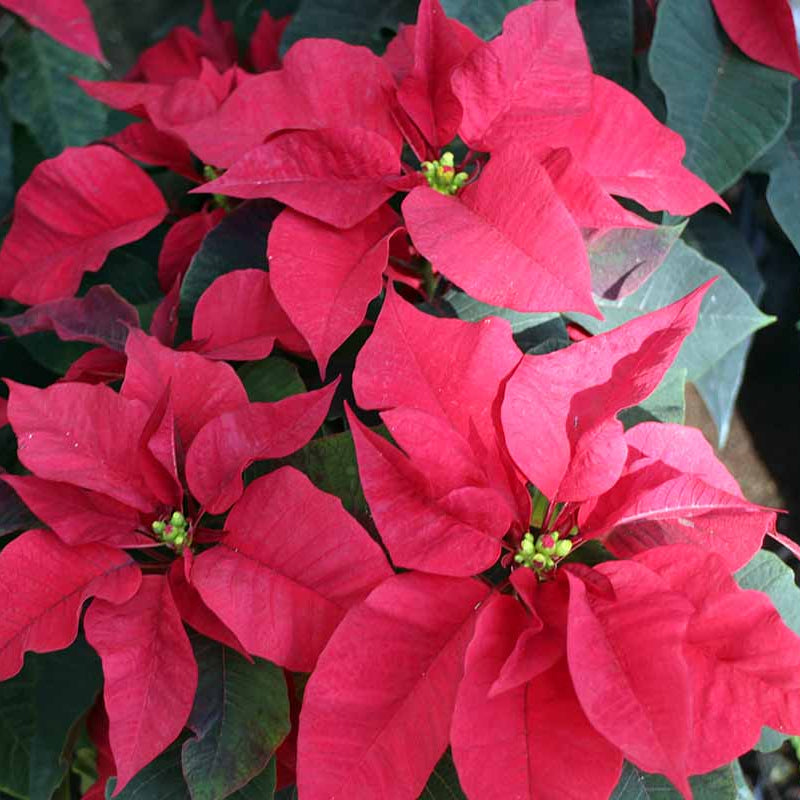 Red Poinsettia plant