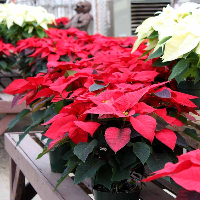 Red Poinsettia plant
