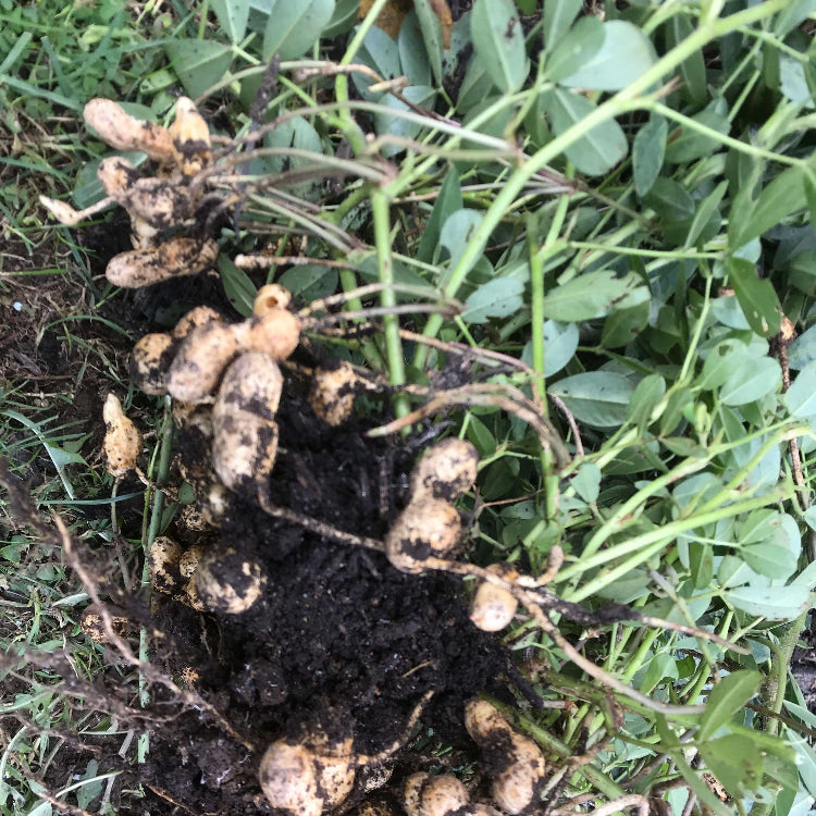 Red Skin Peanut plant