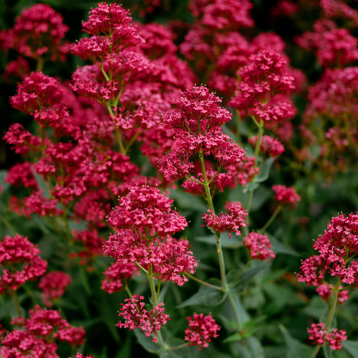 Red Spur Valerian plant
