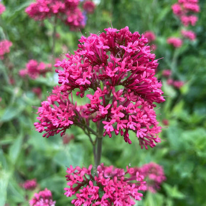 Red Spur Valerian plant