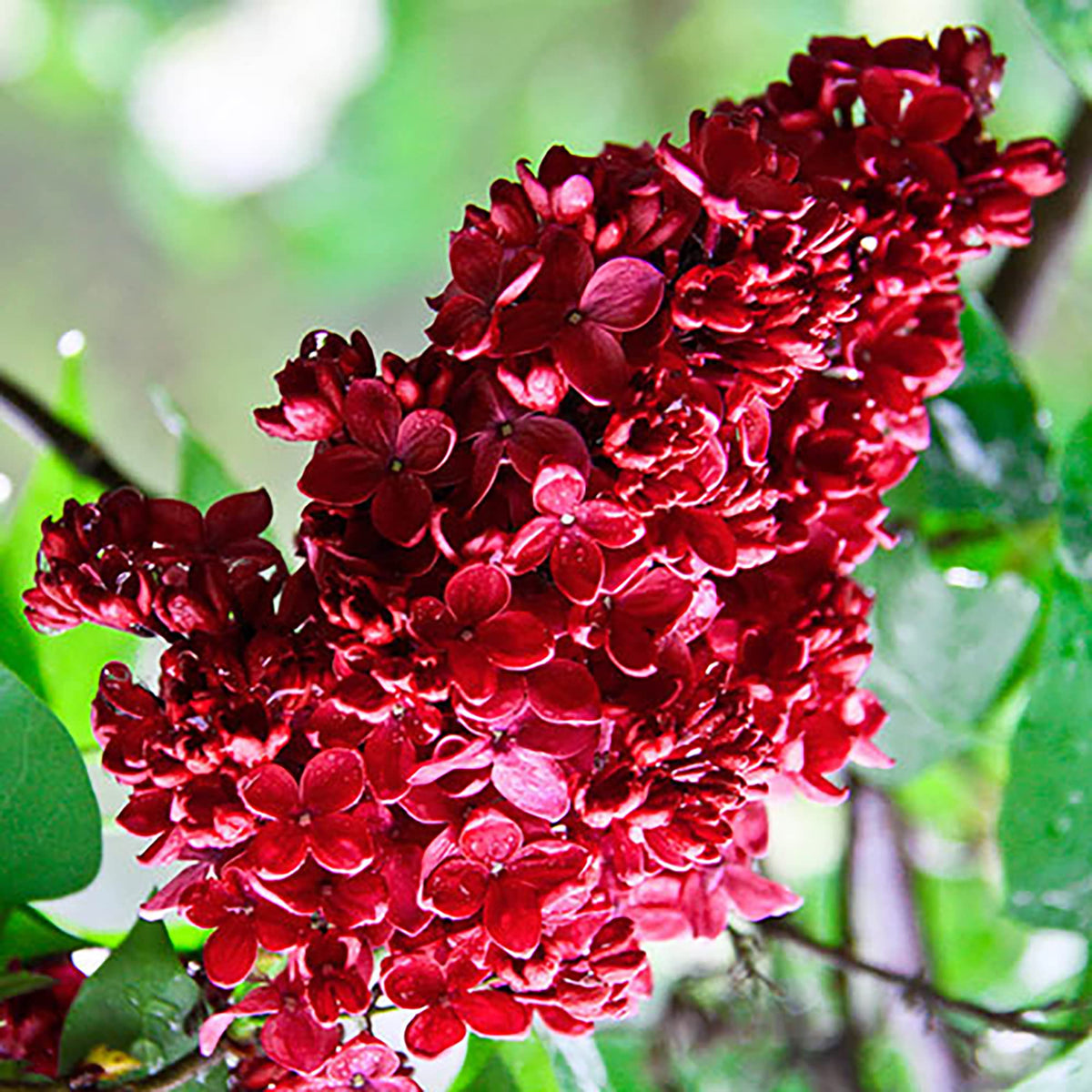 Syringa Vulgaris Lilac plant