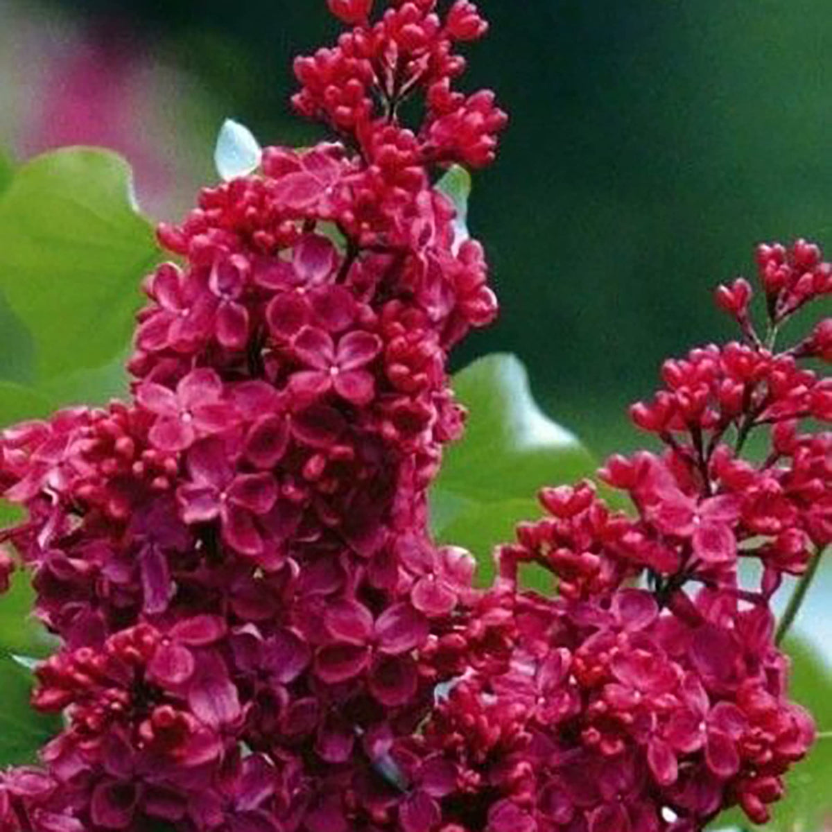 Syringa Vulgaris Lilac plant