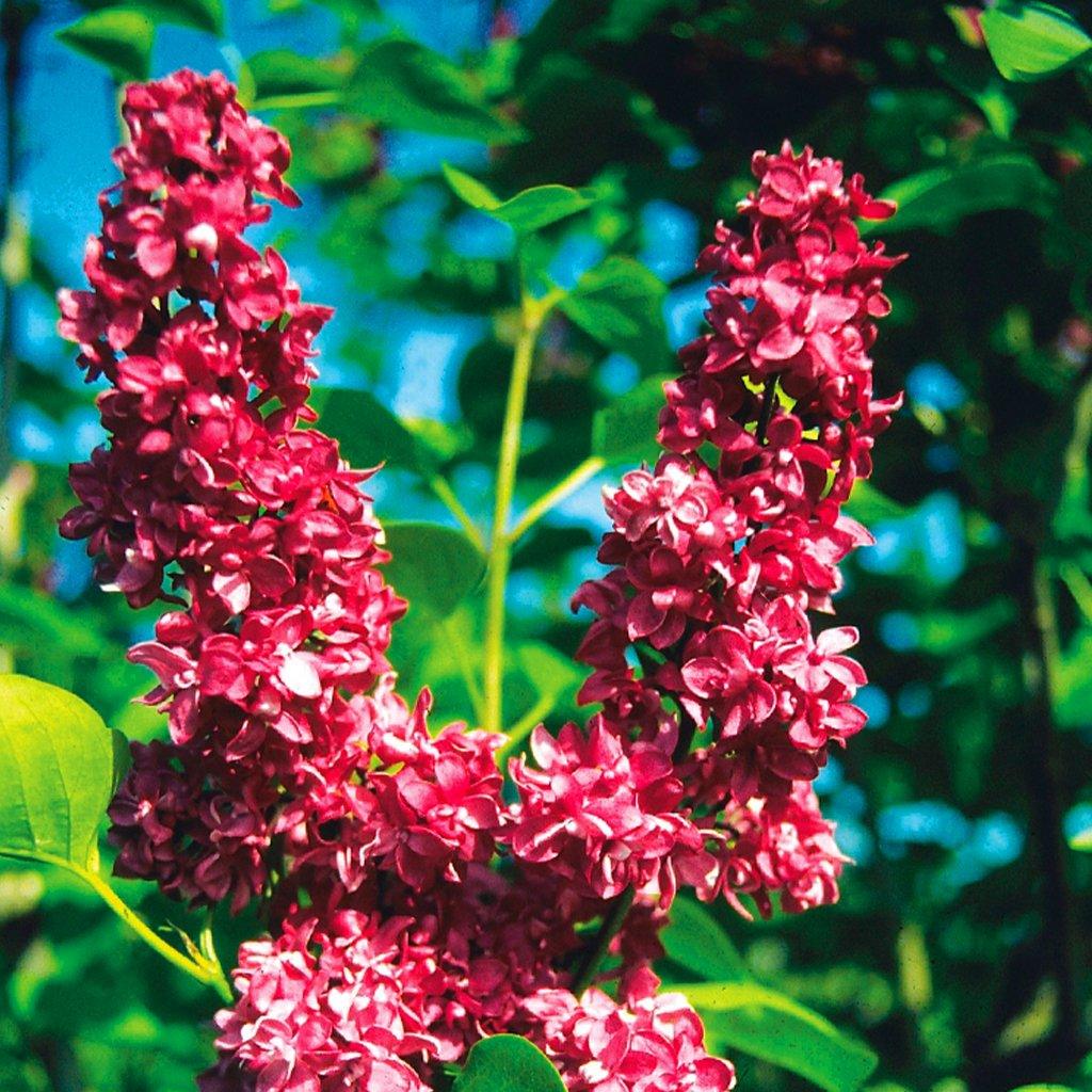 Syringa Vulgaris Lilac plant