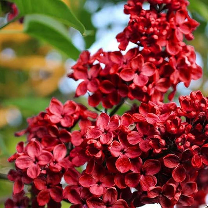Syringa Vulgaris Lilac plant