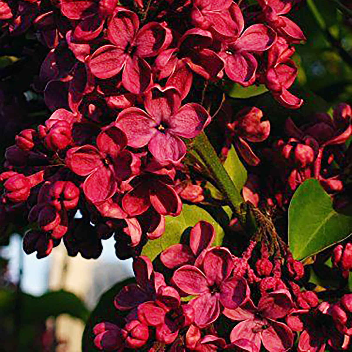 Syringa Vulgaris Lilac plant