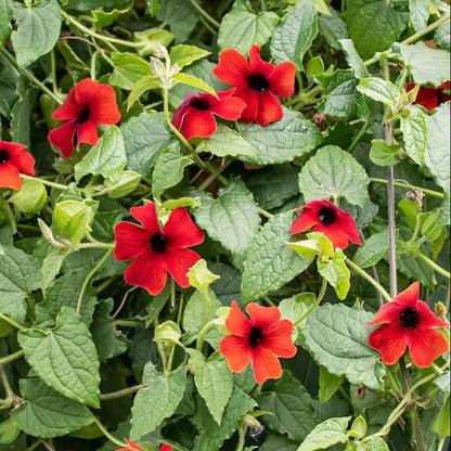 Red Thunbergia Alata plant