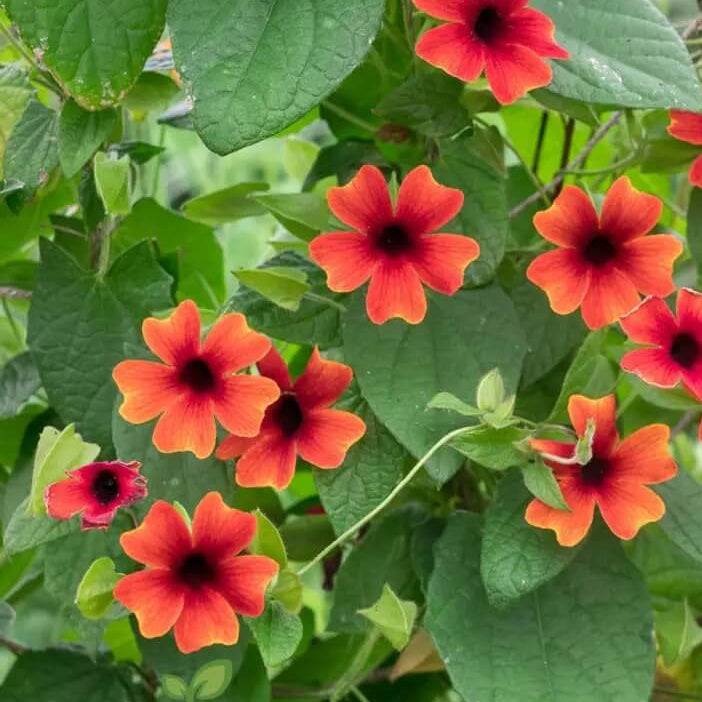 Red Thunbergia Alata plant