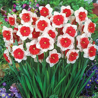 Red White Daffodil plant