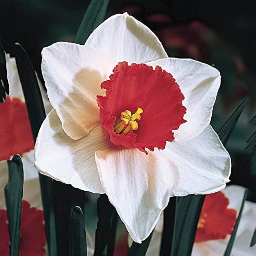 Red White Daffodil plant
