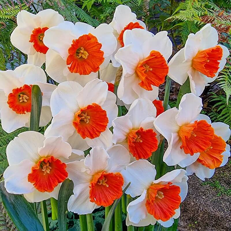 Red White Daffodils plant