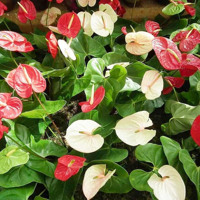 White anthurium waroqueanum plant