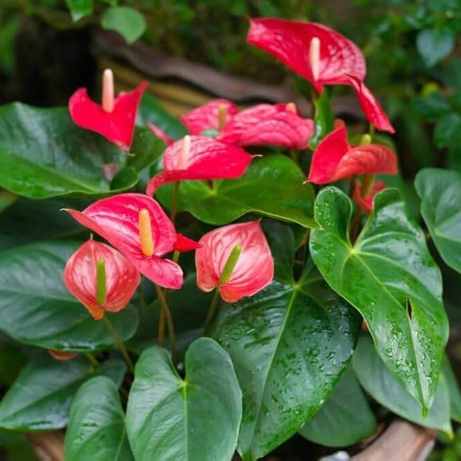 White anthurium waroqueanum plant