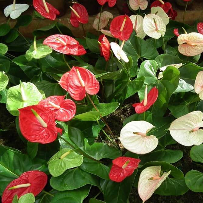 White anthurium waroqueanum plant