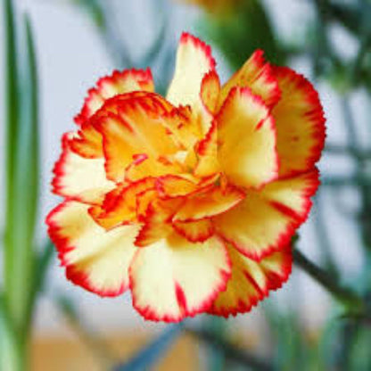 Red Yellow Carnation plant