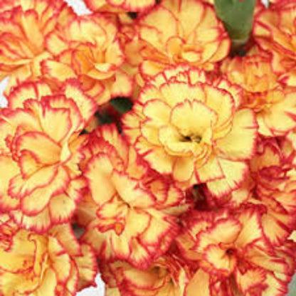Red Yellow Carnation plant