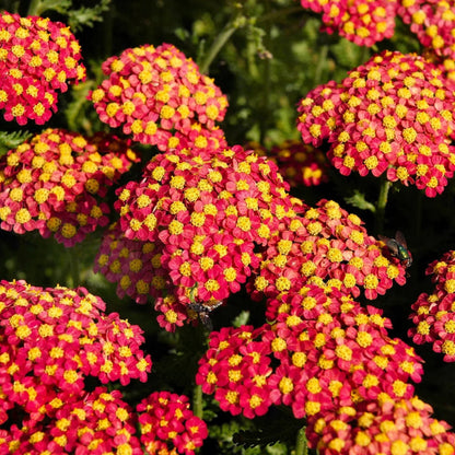 & Yellow Yarrow plant