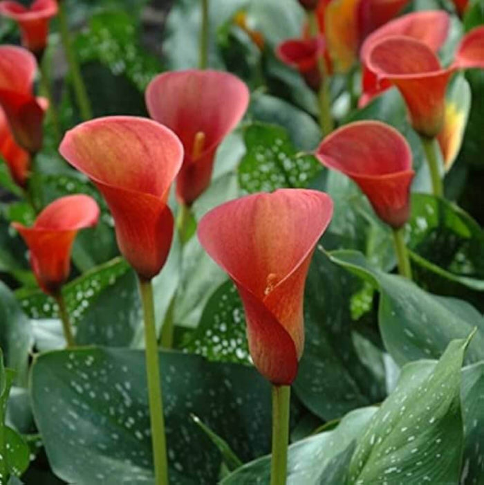 Zentedeschia calla lily plant