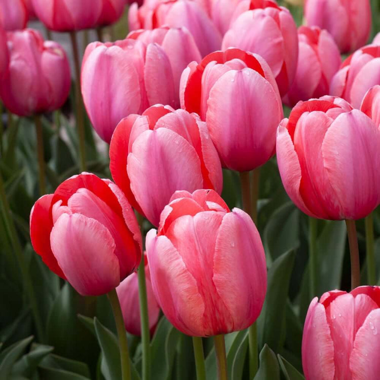 and Pink Tulip plant