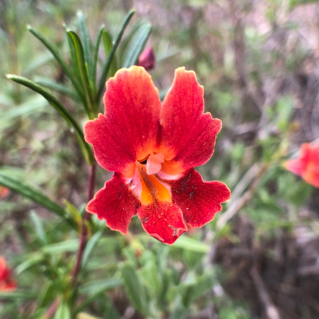Red Monkey flower seeds