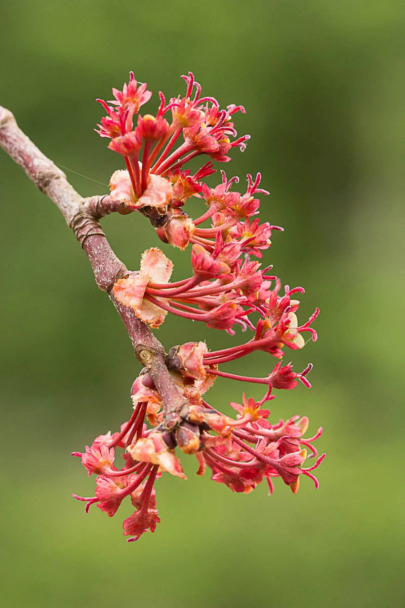 Maple flower seeds