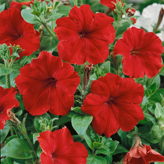 Red petunia flowers blooming in a garden