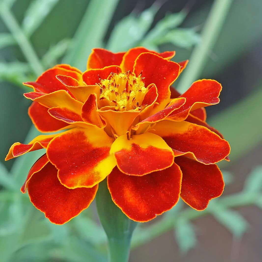 with Golden Marigold plant