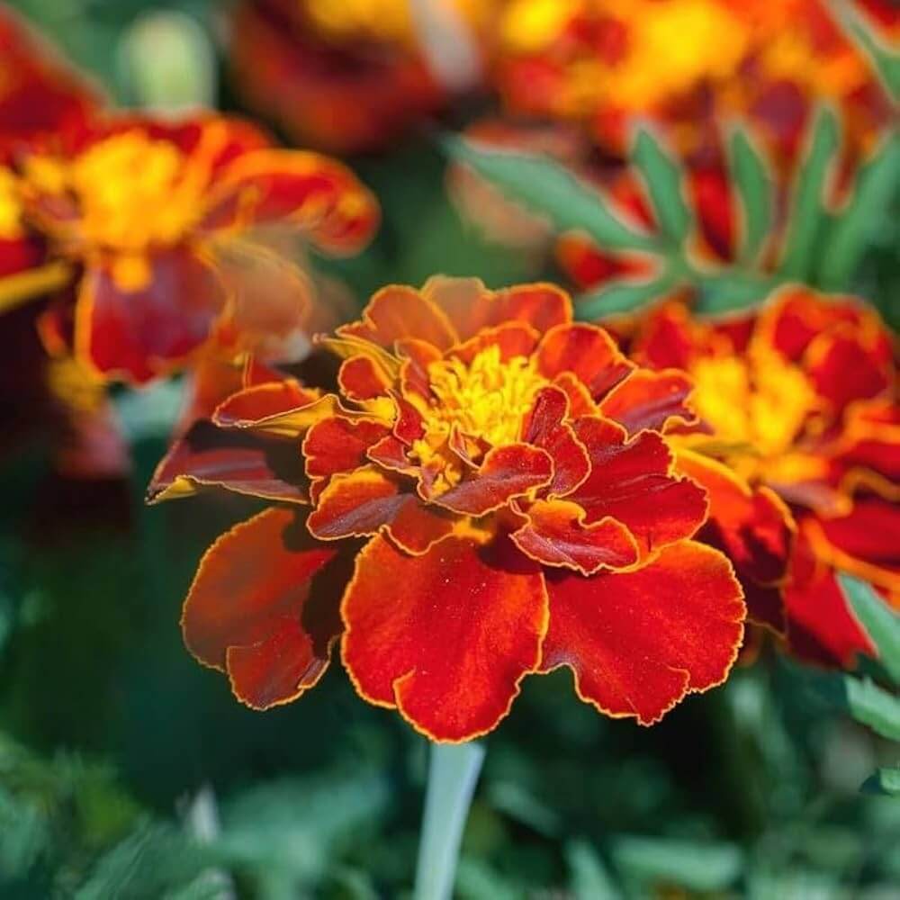 with Golden Marigold plant
