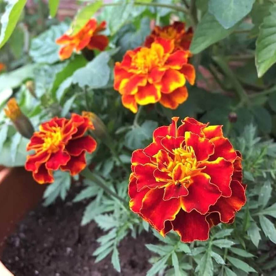 with Golden Marigold plant