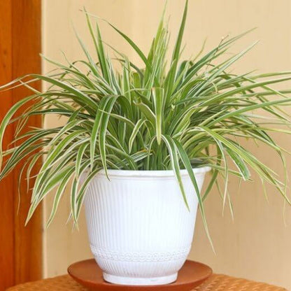 Reverse Variegated Spider Plant