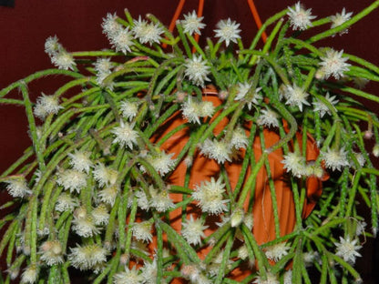 White Pilocarpa Flower Seeds for Planting – Heirloom Non-GMO Garden Seeds