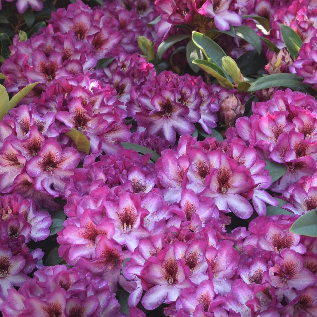 Pink Rhododendron flower seeds