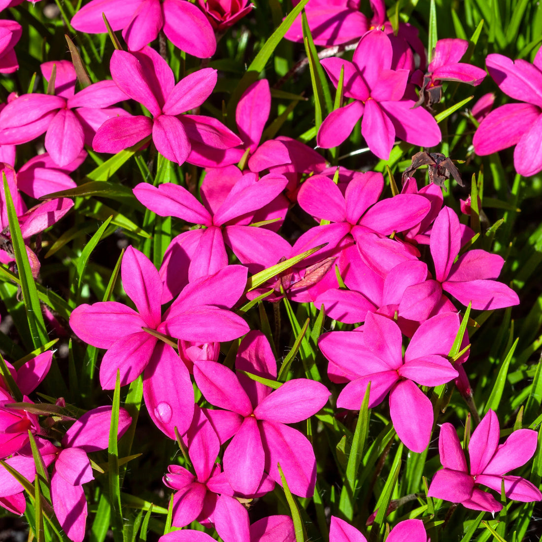 Rhodohypoxis flower seeds