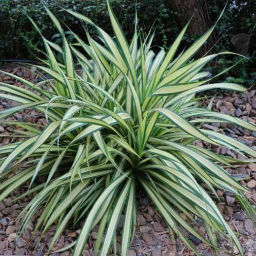 Ribbon Plant