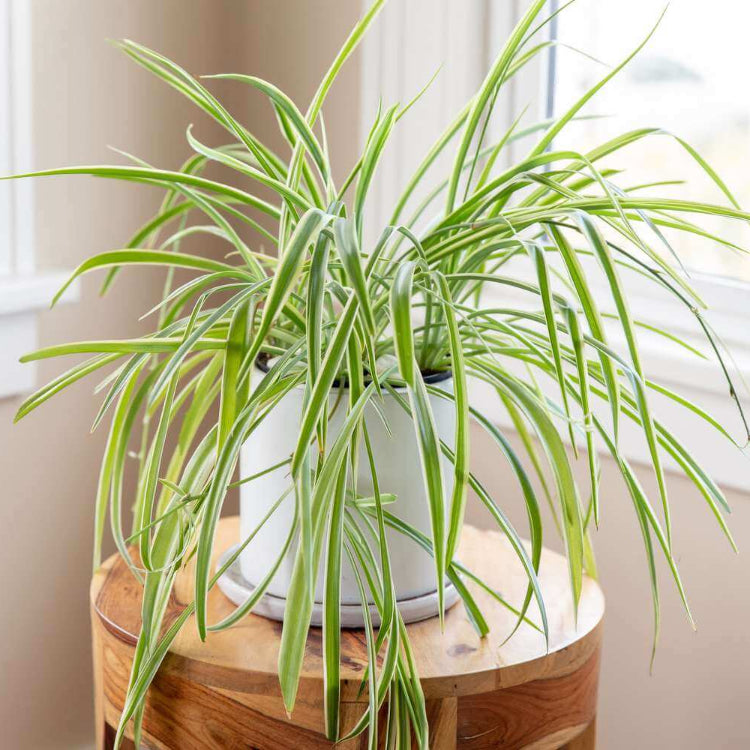 Ribbon Plant