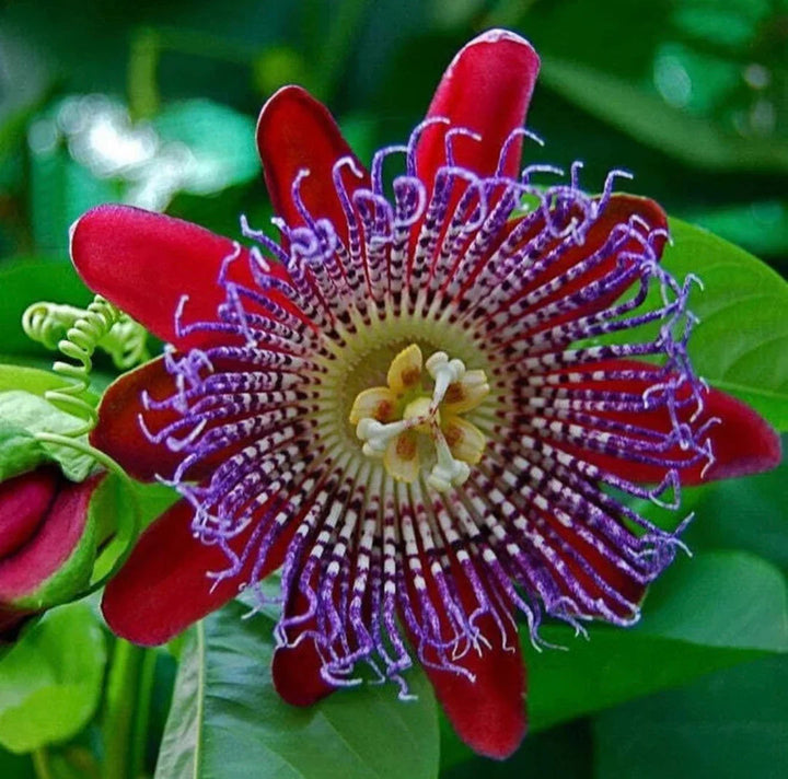 Riesengranadilla Passion flower seeds