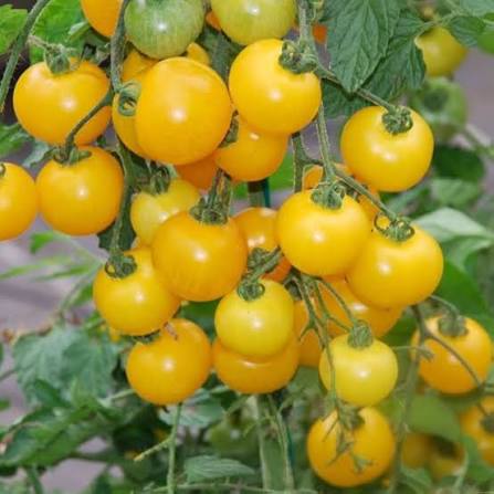 Ripe Yellow Tomatoes on Tomato Vines