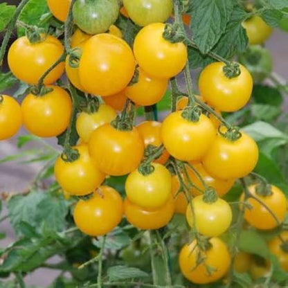 Ripe Yellow Tomatoes on Tomato Vines