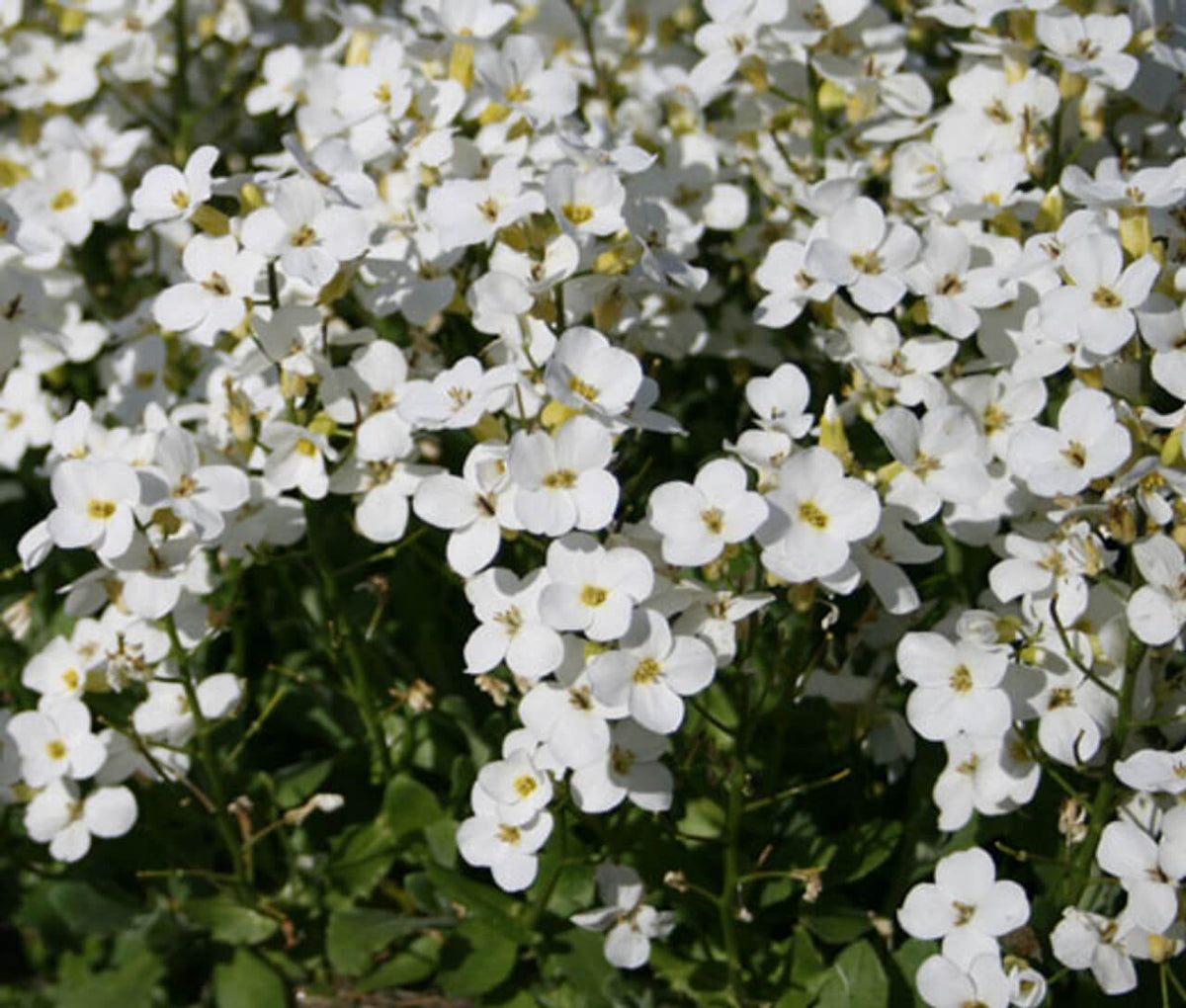 White Rock Cress plant
