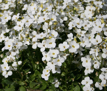 White Rock Cress plant