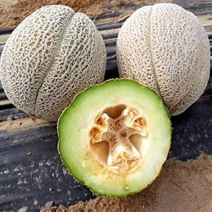 Rocky Ford Cantaloupe Seeds for Growing – Heirloom Non-GMO Garden Seeds