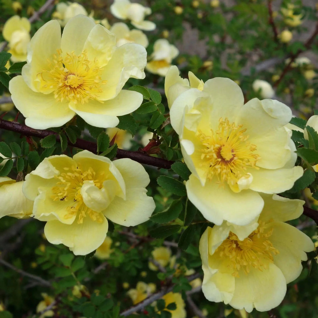 Yellow Hugonis flower seeds