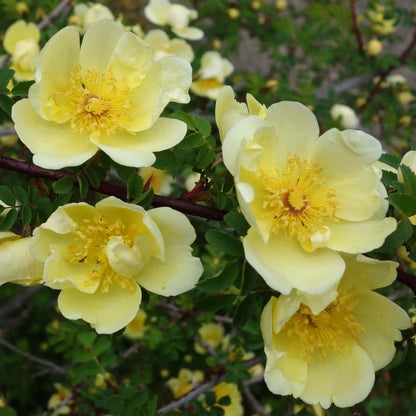 Yellow Hugonis flower seeds