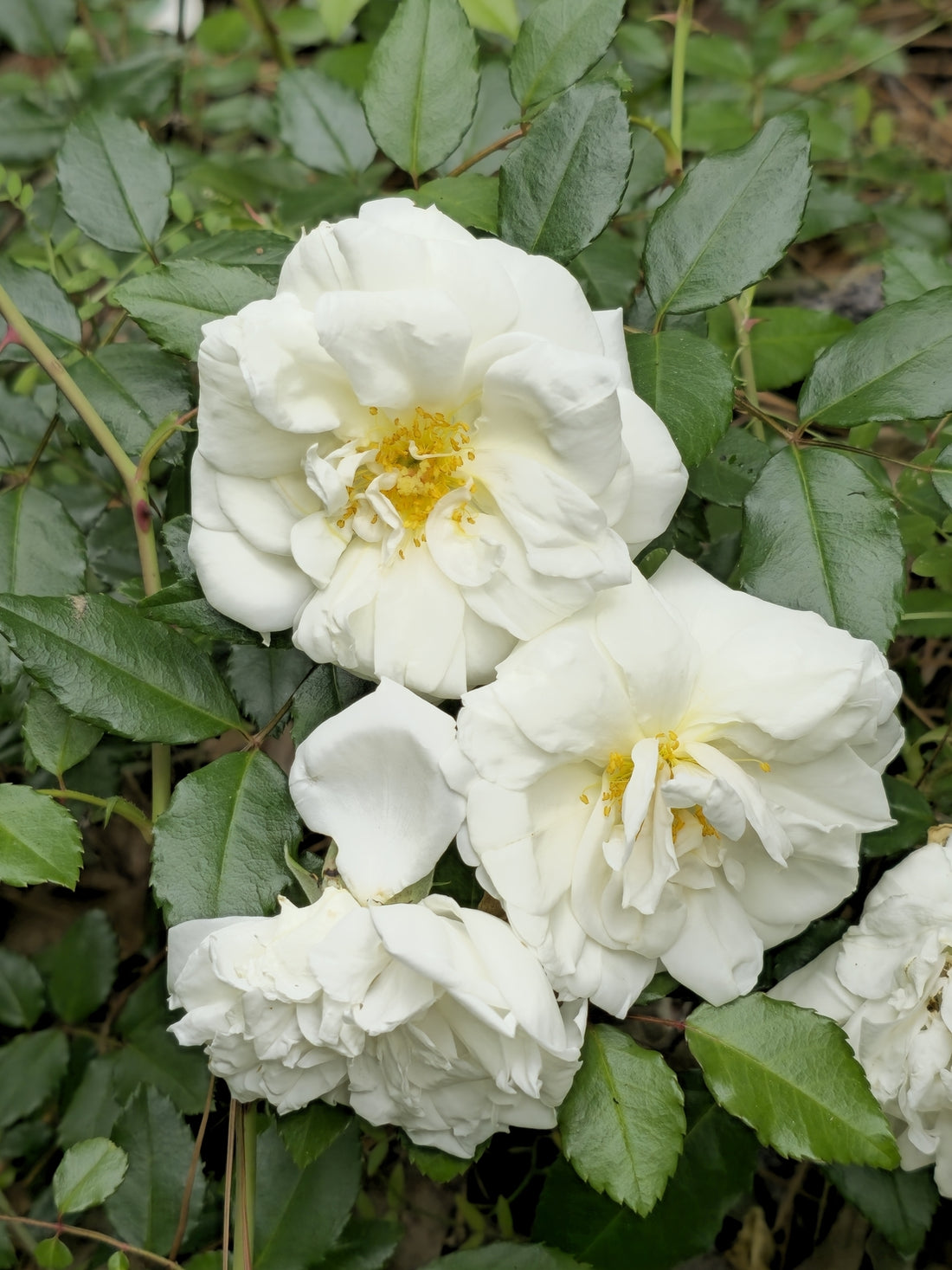 White Climbing flower seeds