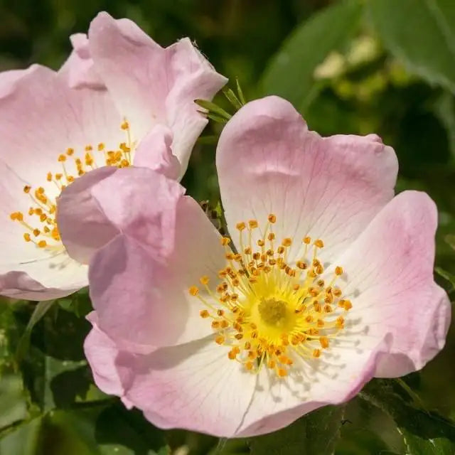Rosa Canina flower seeds